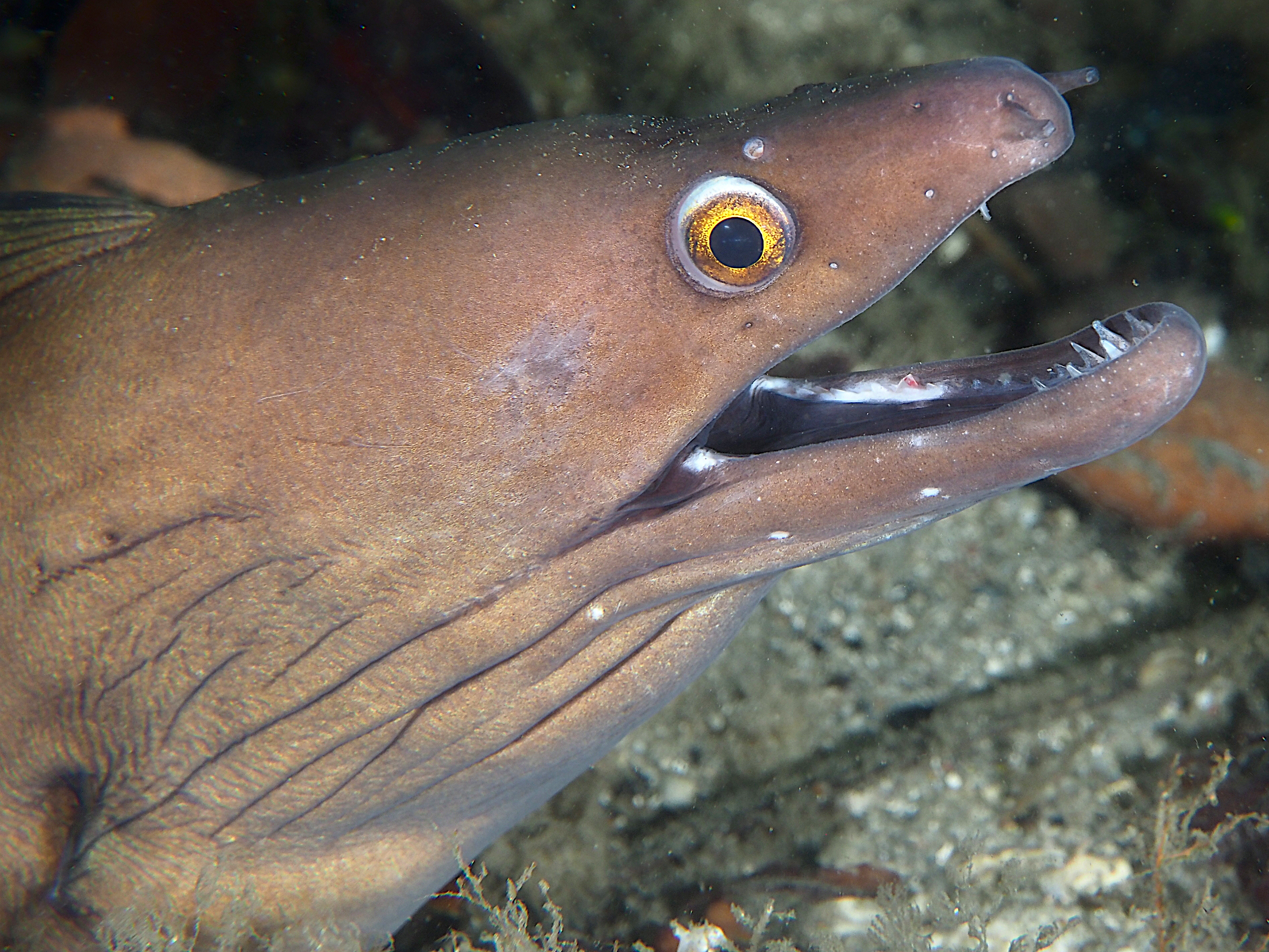 Purplemouth Moray